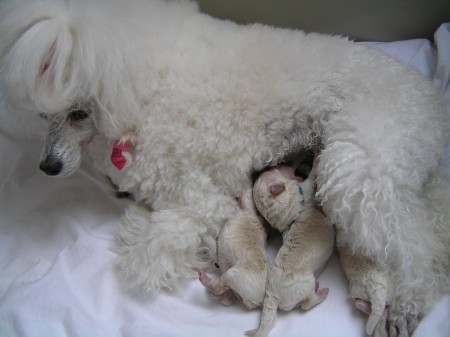 DORLY štěňátka 2. den